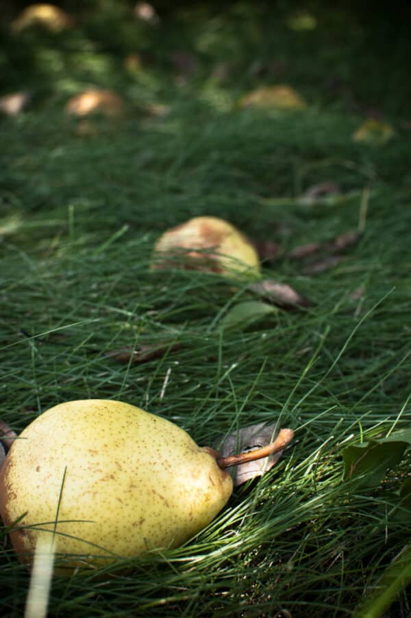 Go and Bear Fruit! Family Missions CompanyFamily Missions Company