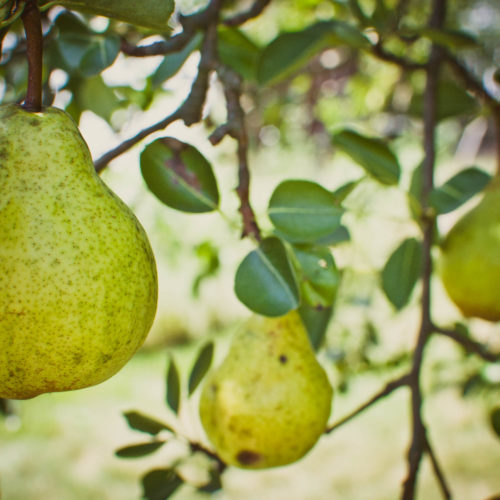 Bear-Fruit-2 Bear-Fruit-2