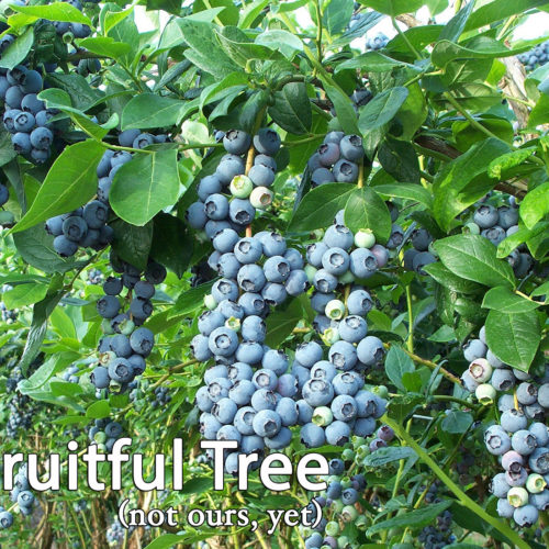 Blueberryblog Blueberryblog
