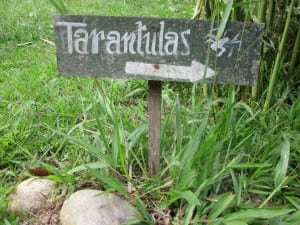 Tarantulas in Ecuador