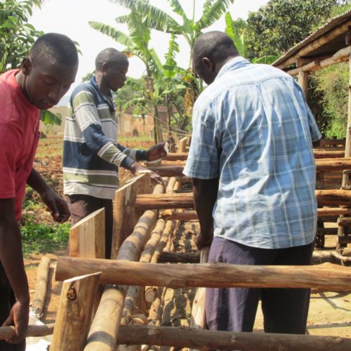 Raising the Fences of the Piggery Raising the Fences of the Piggery